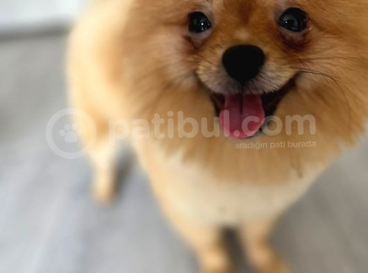 1 Yaşında, Dünya Tatlısı A Kalite Pomeranian Boo Yavrumuz