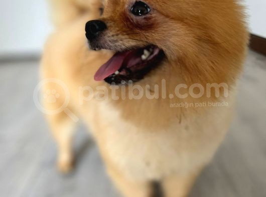 1 Yaşında, Dünya Tatlısı A Kalite Pomeranian Boo Yavrumuz görsel