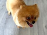 1 Yaşında, Dünya Tatlısı A Kalite Pomeranian Boo Yavrumuz