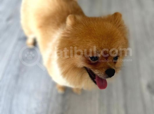 1 Yaşında, Dünya Tatlısı A Kalite Pomeranian Boo Yavrumuz görsel
