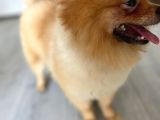 1 Yaşında, Dünya Tatlısı A Kalite Pomeranian Boo Yavrumuz