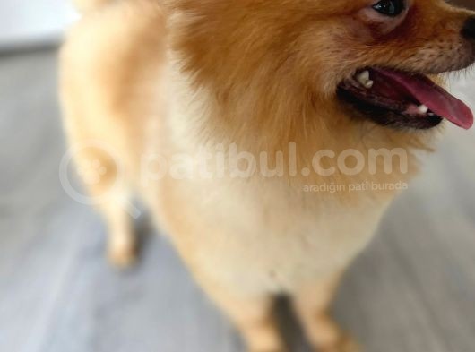 1 Yaşında, Dünya Tatlısı A Kalite Pomeranian Boo Yavrumuz görsel
