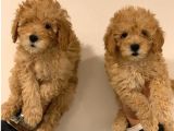 Mini Oyuncu Toy Poodle Yavrular
