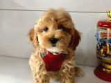 Mix Irk Sevimli Maltipoo Yavrular