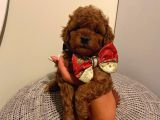 Aşılı Pasaportlu Toypoodle Bebeklerimiz