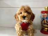 Mix Irk Sevimli Maltipoo Yavrular