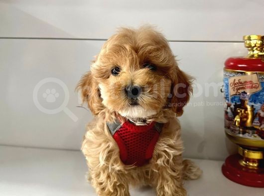 Mix Irk Sevimli Maltipoo Yavrular görsel