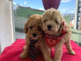 Evinizin Maskotu Olucak ToyPoodle Bebekler