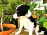 Border Collie Yavrular
