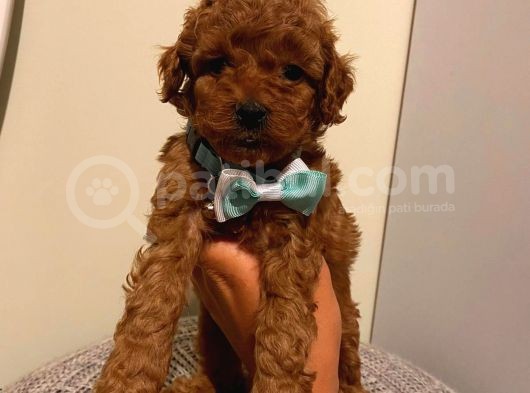 Aşılı Pasaportlu Toypoodle Bebeklerimiz görsel