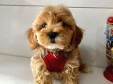 Mix Irk Sevimli Maltipoo Yavrular