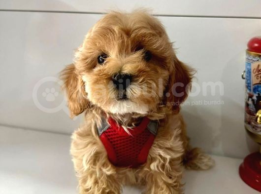 Mix Irk Sevimli Maltipoo Yavrular