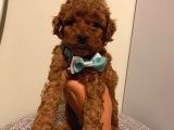 Muhteşem Poodle Yavrularımız