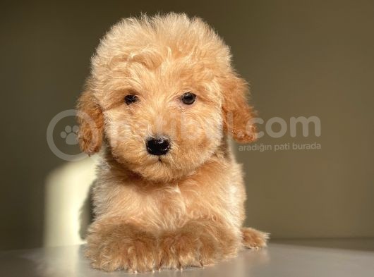Ev Ortamında Büyüyen Toypoodle Yavrularımız görsel