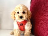 Dizayn Irk Ufacık Boyut Maltipoo Sevimli Bebekler