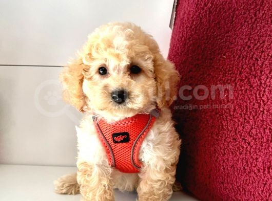 Dizayn Irk Ufacık Boyut Maltipoo Sevimli Bebekler görsel