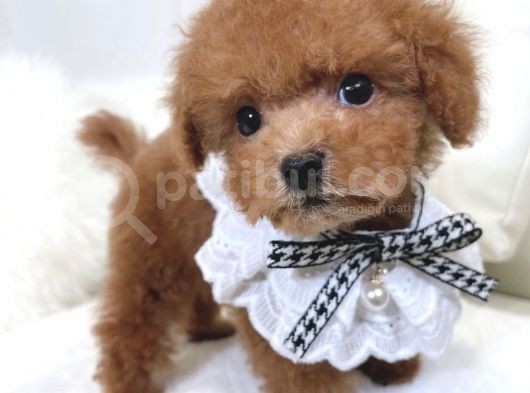 Safkan Toy Poodle Yavrular görsel