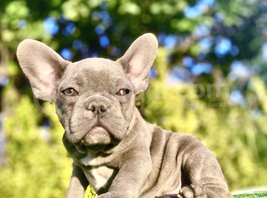 Blue French Bulldog Egzoti̇k Bebeği̇mi̇z görsel