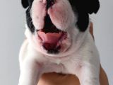 French Bulldog Yavrular