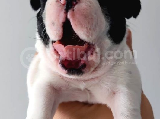 French Bulldog Yavrular görsel