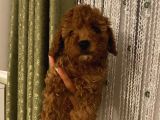 Sağlık Ve Irk Garantili Yavrularımız