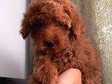 Ev Ortamında Büyüyen Toypoodle Yavrularımız