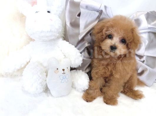 Safkan Toy Poodle Yavrular görsel