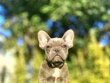 Blue French Bulldog Egzoti̇k Bebeği̇mi̇z