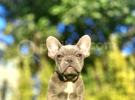 Blue French Bulldog Egzoti̇k Bebeği̇mi̇z görsel