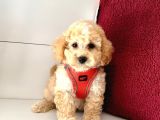 Dizayn Irk Ufacık Boyut Maltipoo Sevimli Bebekler