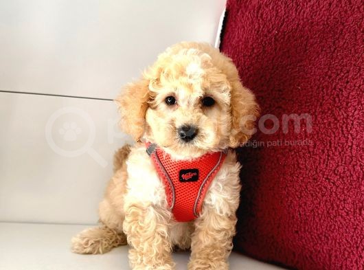 Dizayn Irk Ufacık Boyut Maltipoo Sevimli Bebekler görsel