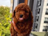 Biblo Toypoodle Bebekler