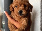 Muhteşem Poodle Yavrularımız