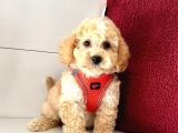 Dizayn Irk Ufacık Boyut Maltipoo Sevimli Bebekler