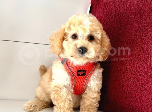 Dizayn Irk Ufacık Boyut Maltipoo Sevimli Bebekler görsel