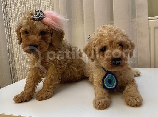 Biblo Toypoodle Bebekler