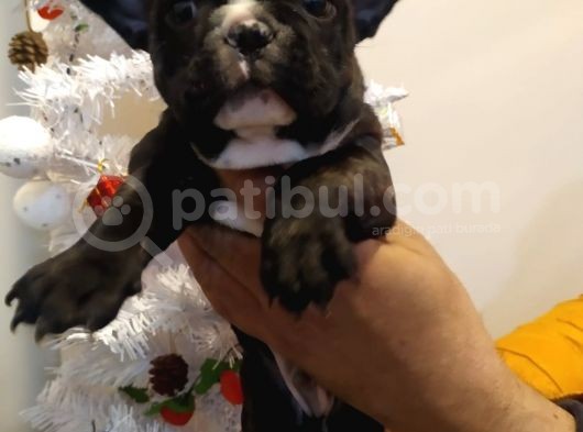 French Bulldog Yavrular
