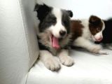 Ruhsatlı Köpek Çiftliginden Border Collie Yavruları