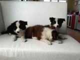 Ruhsatlı Köpek Çiftliginden Border Collie Yavruları