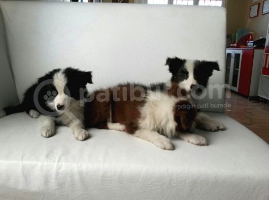 Ruhsatlı Köpek Çiftliginden Border Collie Yavruları görsel