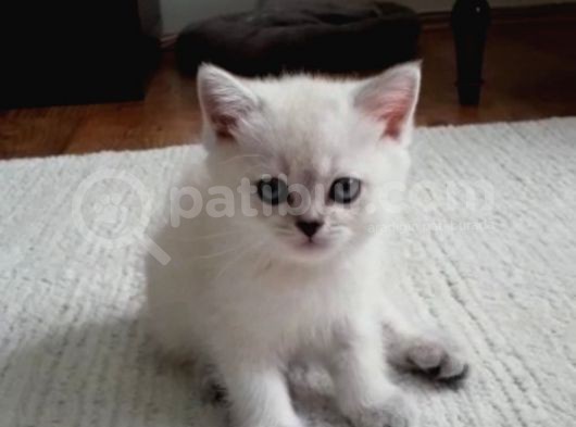 İzmir Beyaz British Shorthair Yavrularımız