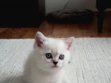 İzmir Beyaz British Shorthair Yavrularımız
