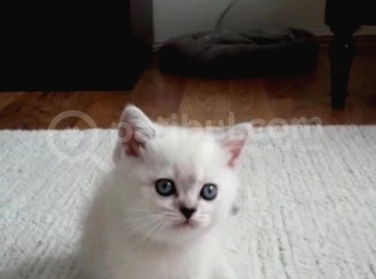 İzmir Beyaz British Shorthair Yavrularımız görsel