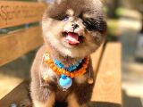 Black and Tan Pomerani̇an Boo