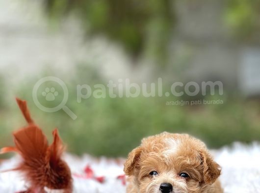 Teacup Maltipoo Bebeklerim görsel