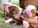 Ruhsatlı Köpek Çifliğimizden Cavaliers King Charles Yavrular