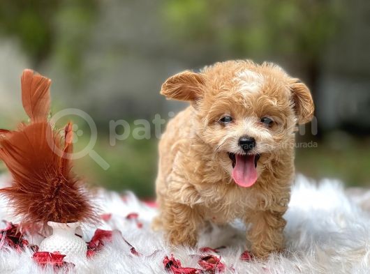Teacup Maltipoo Bebeklerim görsel