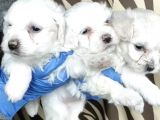 Ruhsatlı Köpek Çifliğimizden Maltıs Teriyer Yavruları