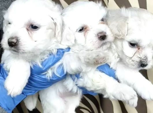 Ruhsatlı Köpek Çifliğimizden Maltıs Teriyer Yavruları görsel