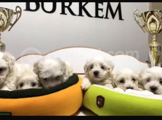 Ruhsatlı Köpek Çifliğimizden Maltıs Teriyer Yavruları görsel